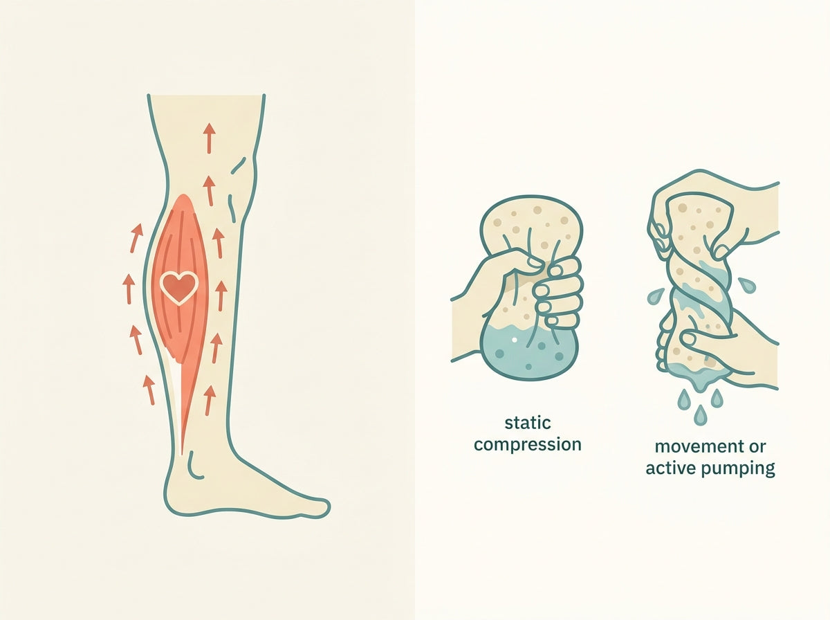 The calf 'second heart' pump; compression vs movement